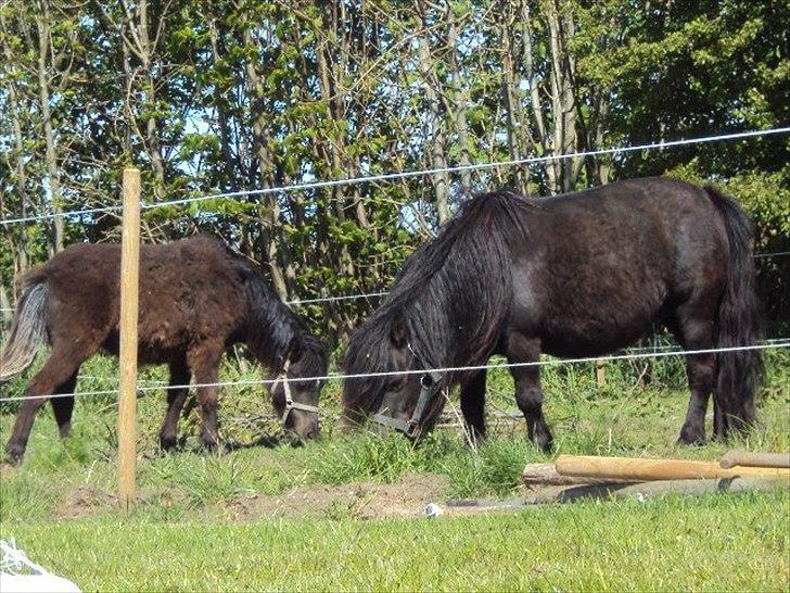 Anden særlig race Prins - Prins sammen med sin mor Pepita billede 7