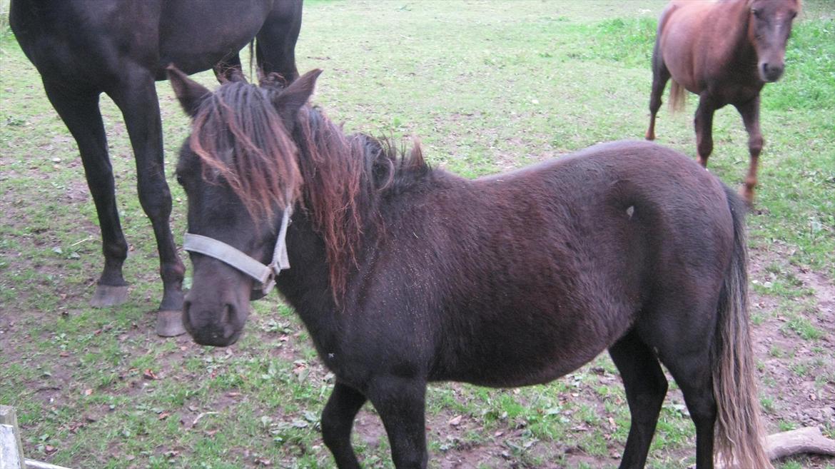 Anden særlig race Prins billede 8