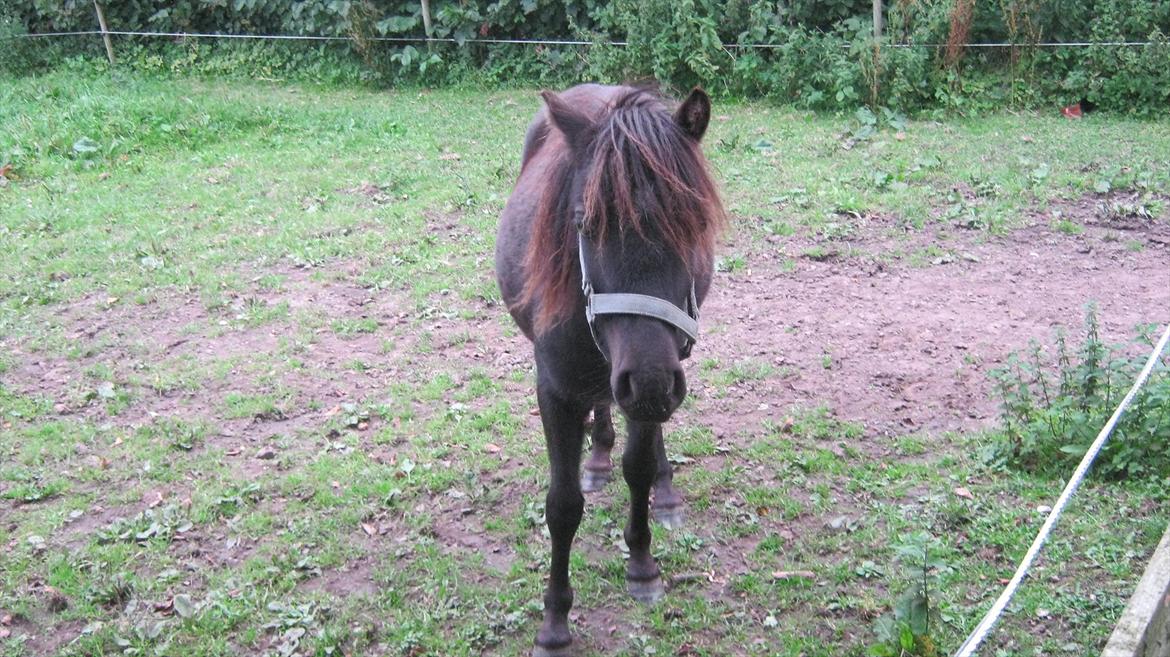 Anden særlig race Prins billede 9