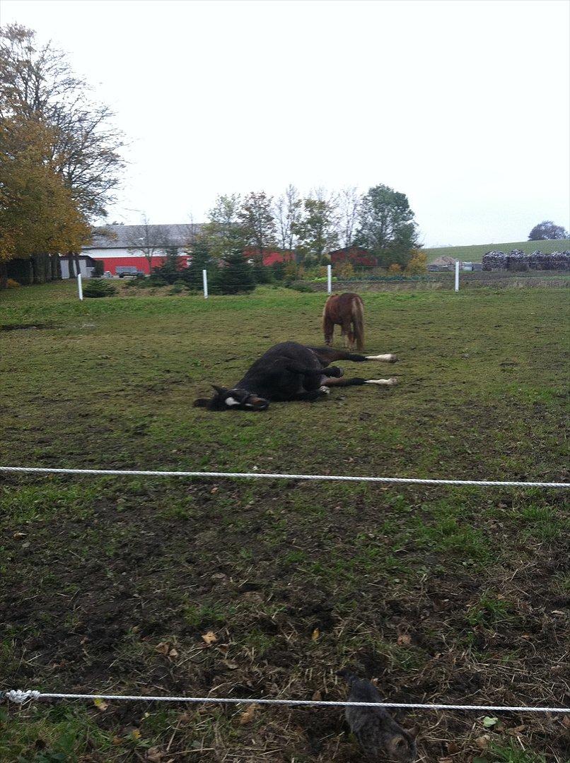 Welsh Cob (sec D) Amanda - Nu sover jeg... Zzz..... :) billede 15