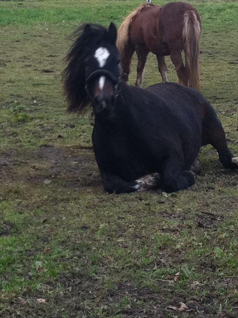 Welsh Cob (sec D) Amanda - HEEEJ er du der! :P billede 16