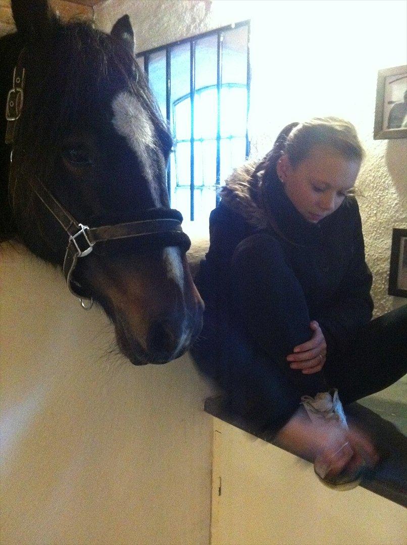 Welsh Cob (sec D) Amanda - Hvvva laver du? :) billede 17
