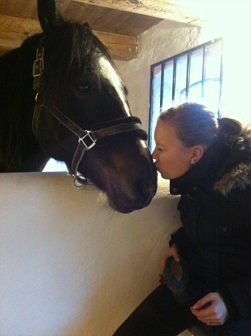 Welsh Cob (sec D) Amanda - Myys til dig! :* billede 18