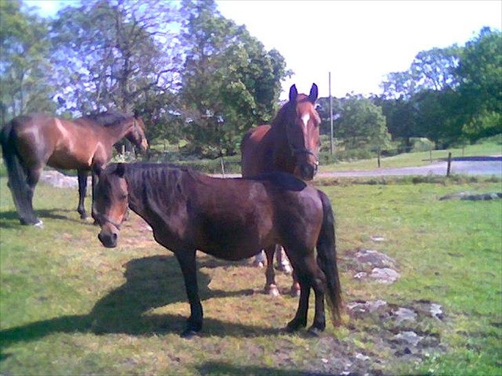 Anden særlig race Sisse billede 1