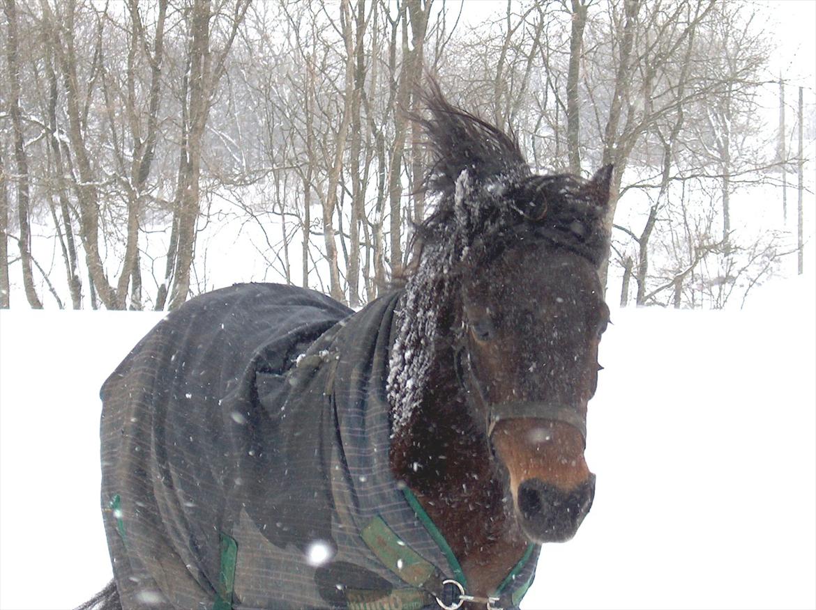 Anden særlig race Sisse billede 2