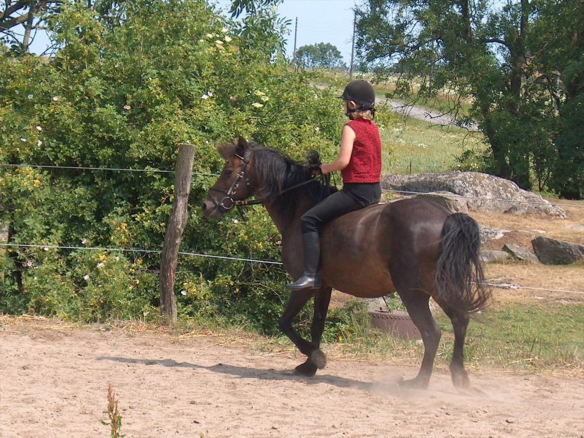 Anden særlig race Sisse billede 3