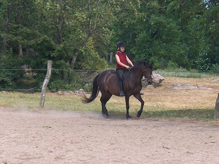 Anden særlig race Sisse billede 5