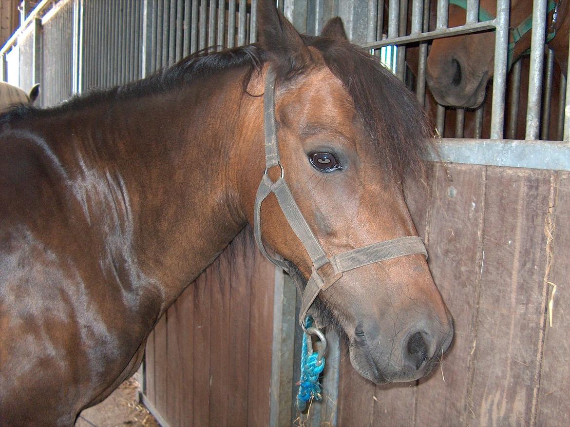 Anden særlig race Sisse billede 6