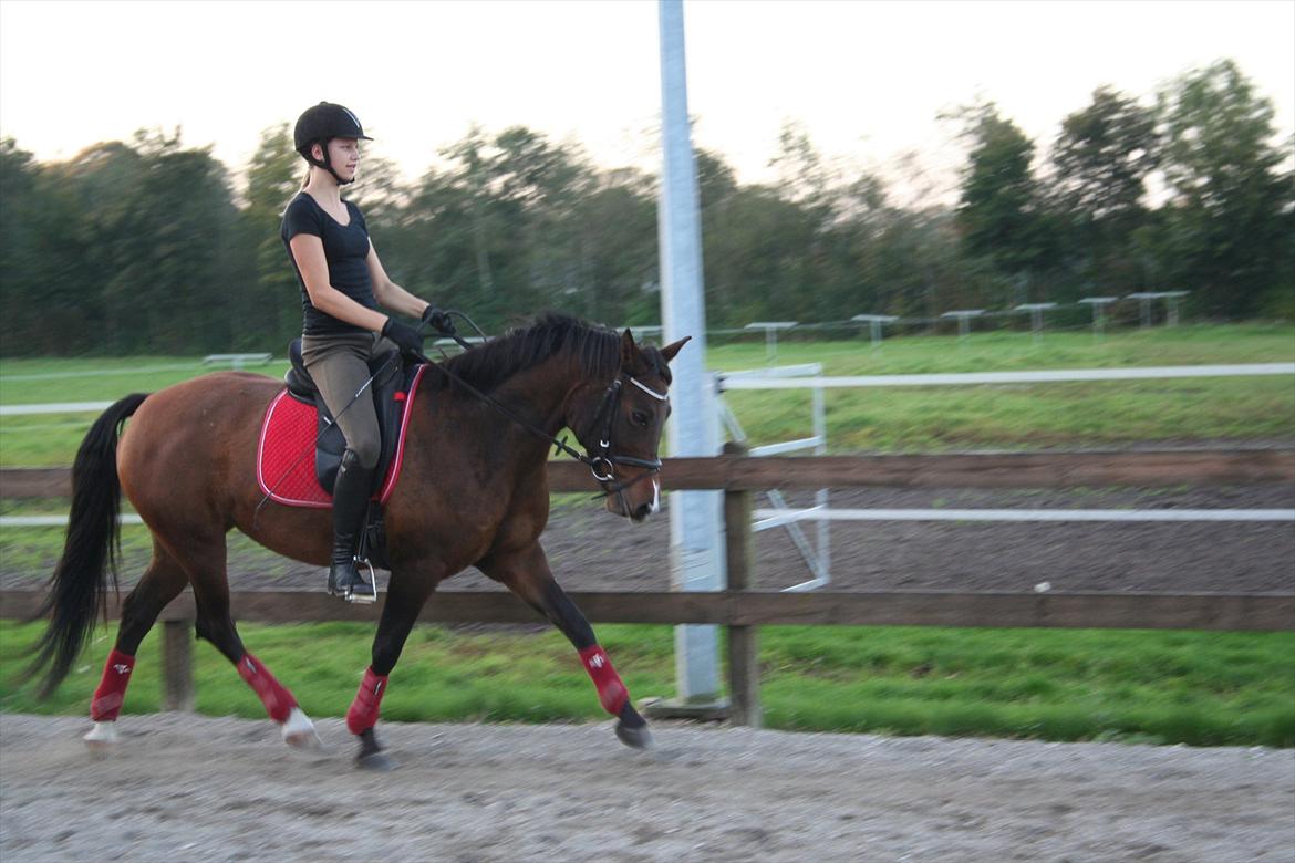 New Forest Starlight billede 2