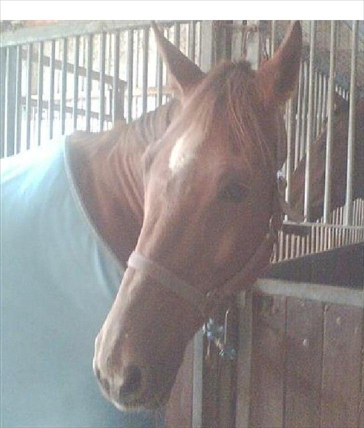 Dansk Varmblod Fouke billede 1