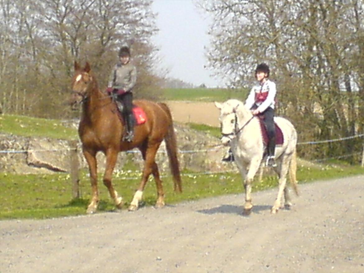 Dansk Varmblod Fouke billede 2