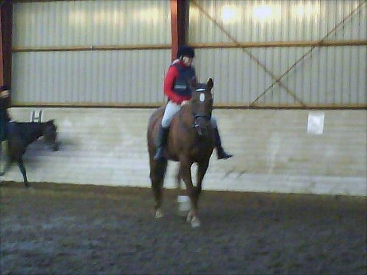 Dansk Varmblod Fouke billede 3