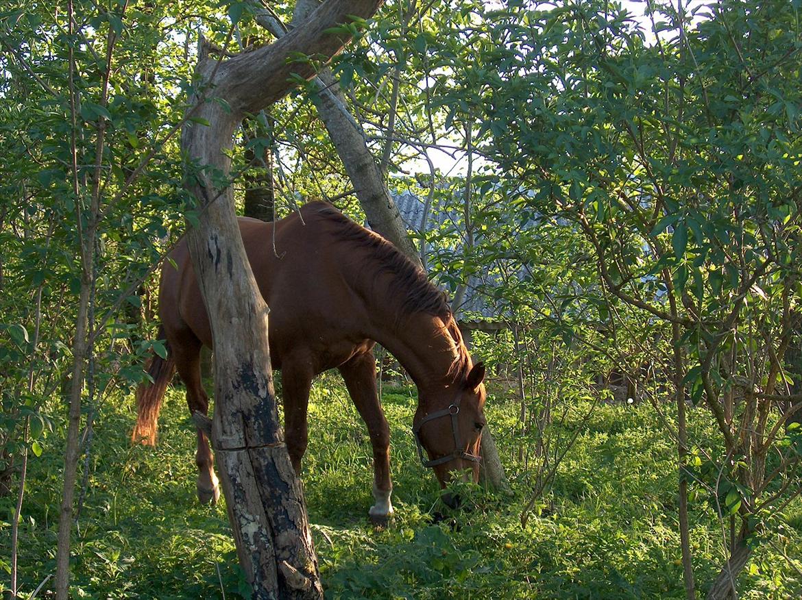 Dansk Varmblod Fouke billede 4