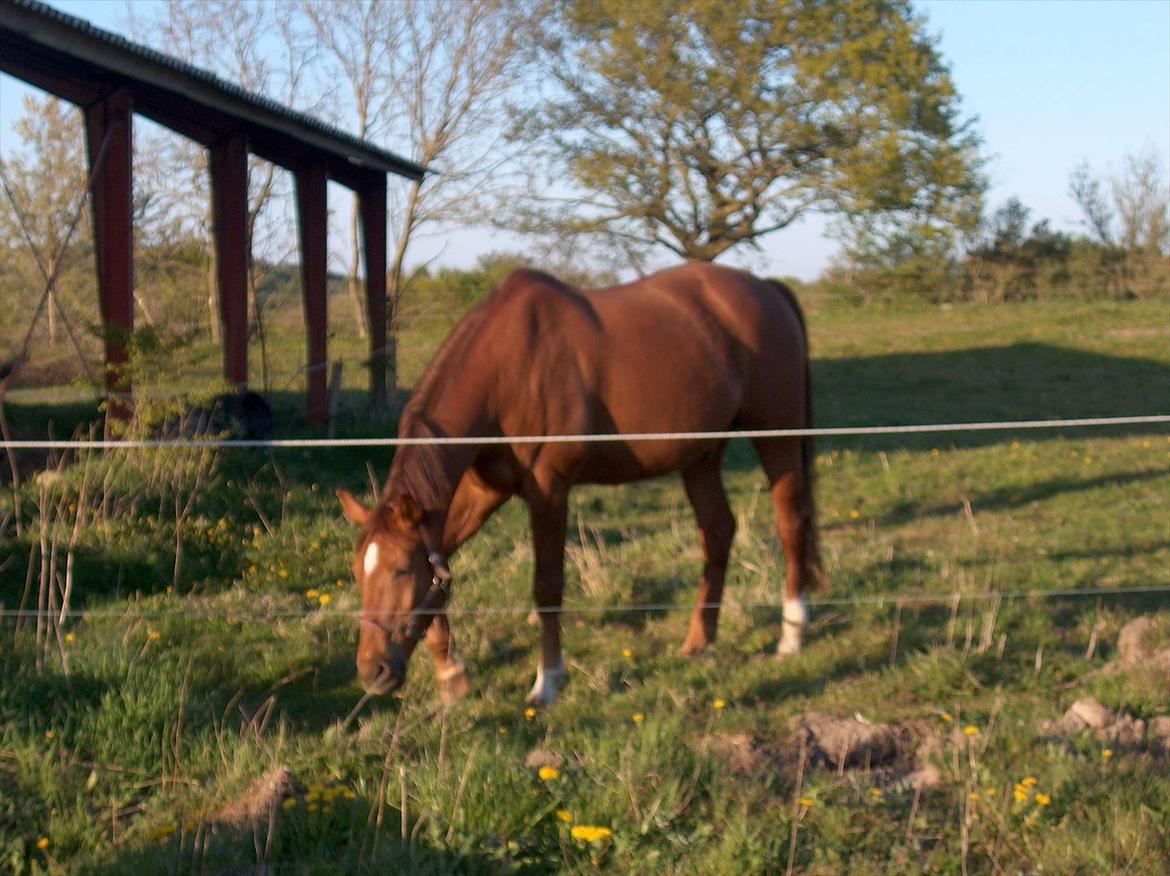 Dansk Varmblod Fouke billede 5