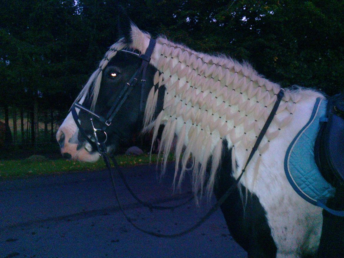 Tinker sorraia  billede 2