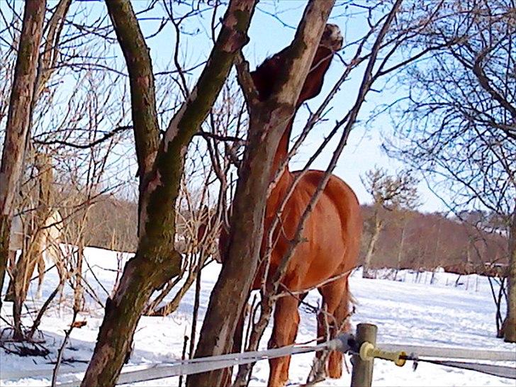 Dansk Varmblod Fouke billede 6