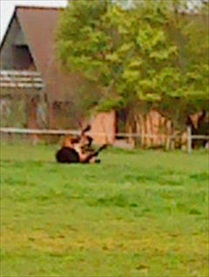 Dansk Varmblod Fouke billede 7