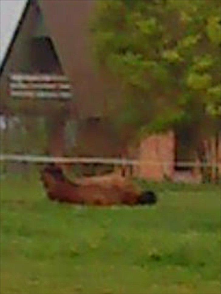 Dansk Varmblod Fouke billede 8