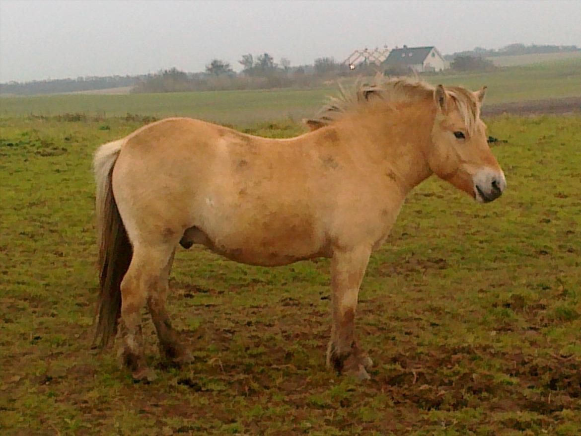 Fjordhest laban billede 18