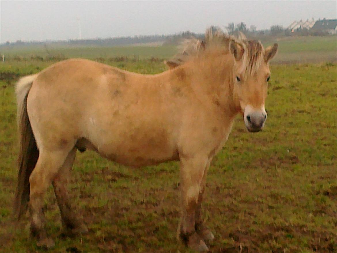 Fjordhest laban billede 19