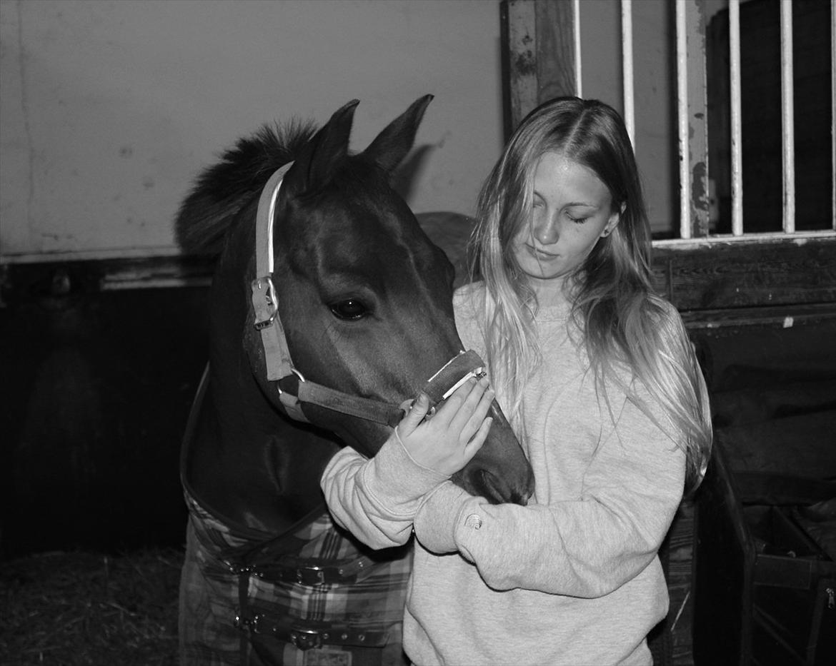 Anden særlig race Ponylands Bolero<3 sov sødt min skat - et sidste farvel... 
sov sødt min elskede... håber du har fundet fred i himlen og ikke har ondt mere <3 billede 1