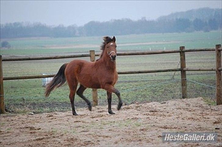 Anden særlig race kashede´s precious jewel!!<3   - 
Alt for mange ord jeg ikke fik sagt, alt for mange ting jeg ikke fik vist, men nu er det for sent... billede 3
