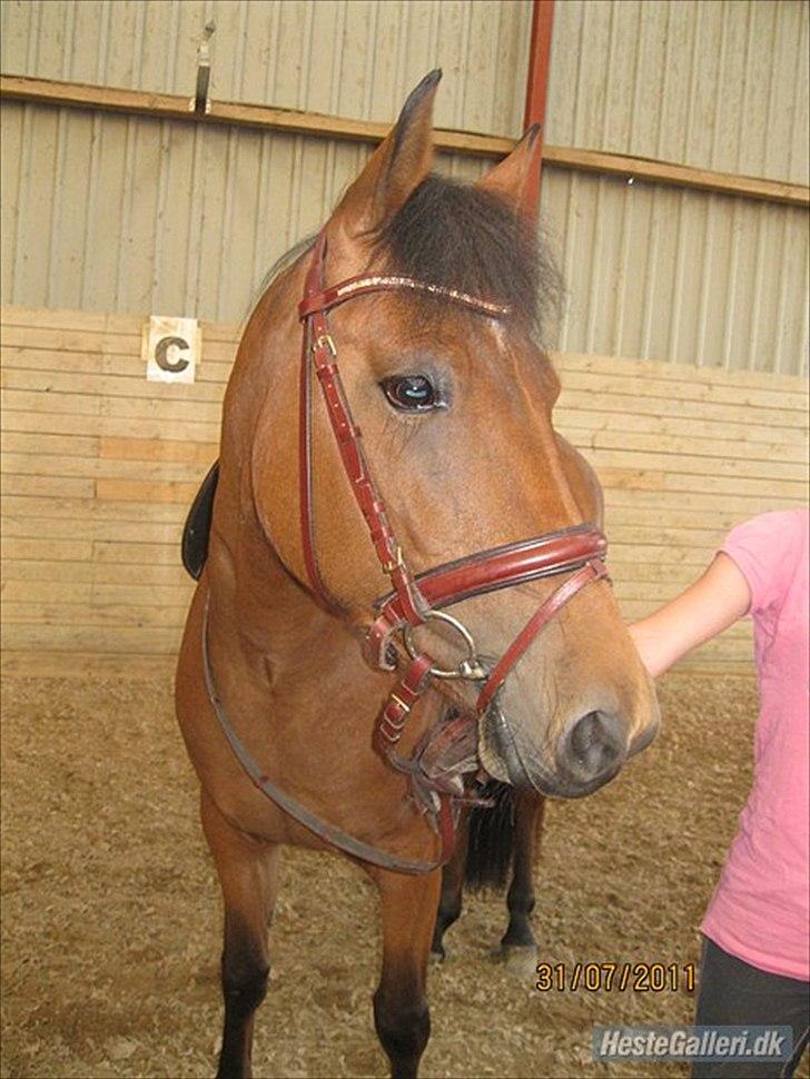 Anden særlig race kashede´s precious jewel!!<3   - Forskellen på succes og fiasko består ikke i styrke eller viden, men i vilje. billede 4