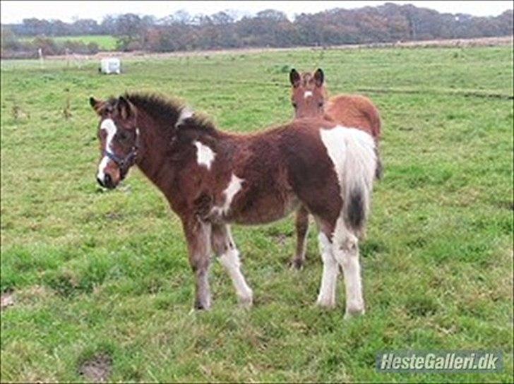 Anden særlig race kashede´s precious jewel!!<3   - Styrke kommer ikke af at vinde. Dine udfordringer i livet udvikler din styrke. Tager du kampen op mod livets udfordringer, og beslutter dig for ikke at opgive, så udvikler du styrke!
 billede 9