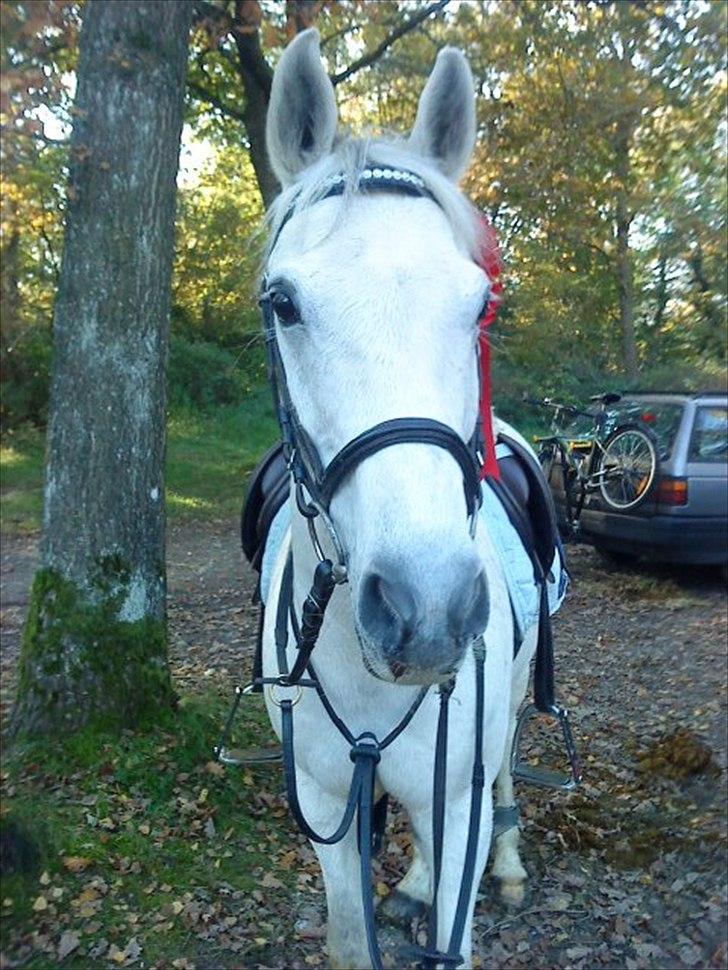 Anden særlig race Stald Hesselholt's Victor - solgt! - Deejlige viggo er så stolt af dig efter en flot 1 pl. i LA :) <3 billede 13