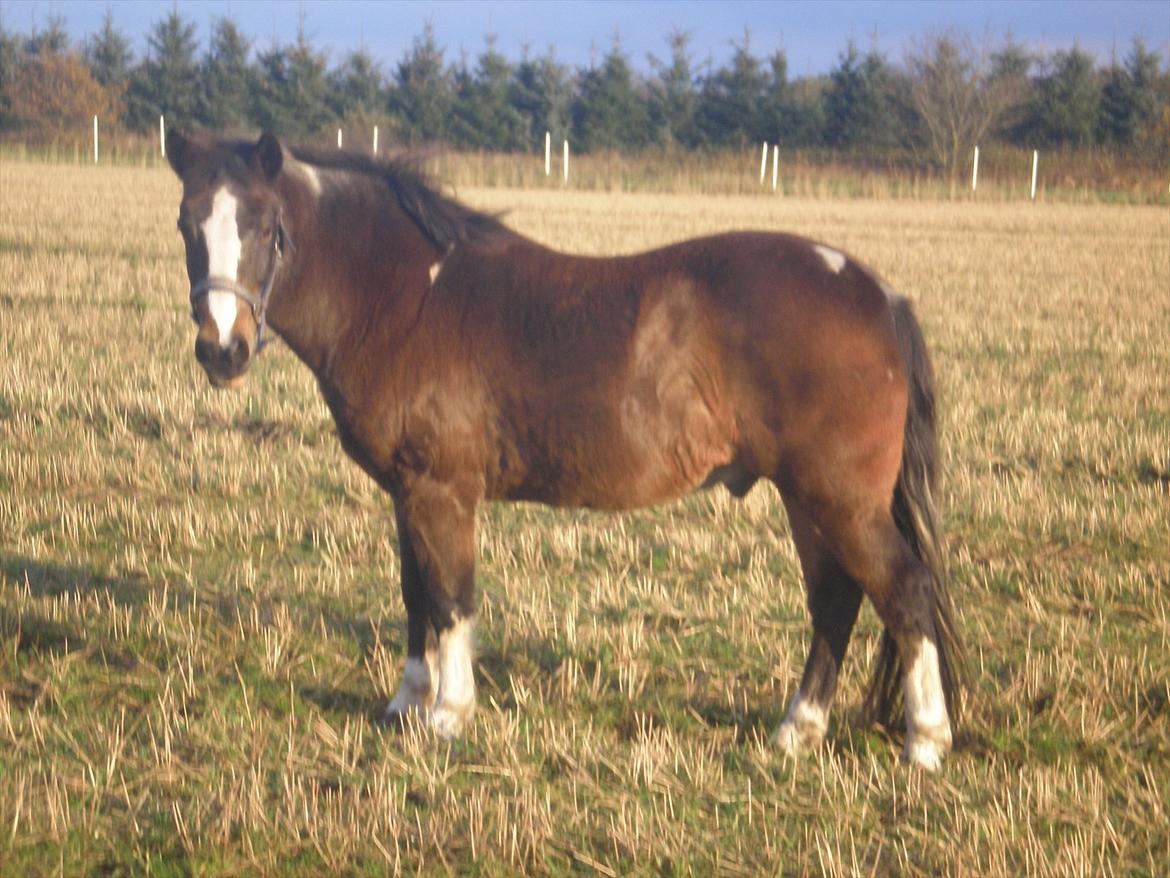 Anden særlig race Chico ( Bamse Far) Himmel pony ( savnet altid ) - smukke smukke Chico<3 billede 8