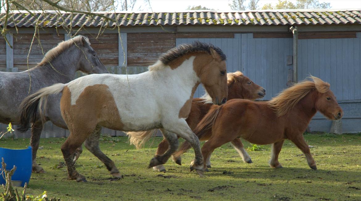 Anden særlig race Mi-Amour(Basse)<33 R. I. P - Årh, den bette en skal ik tro han er hurtigere end mig! :O billede 13