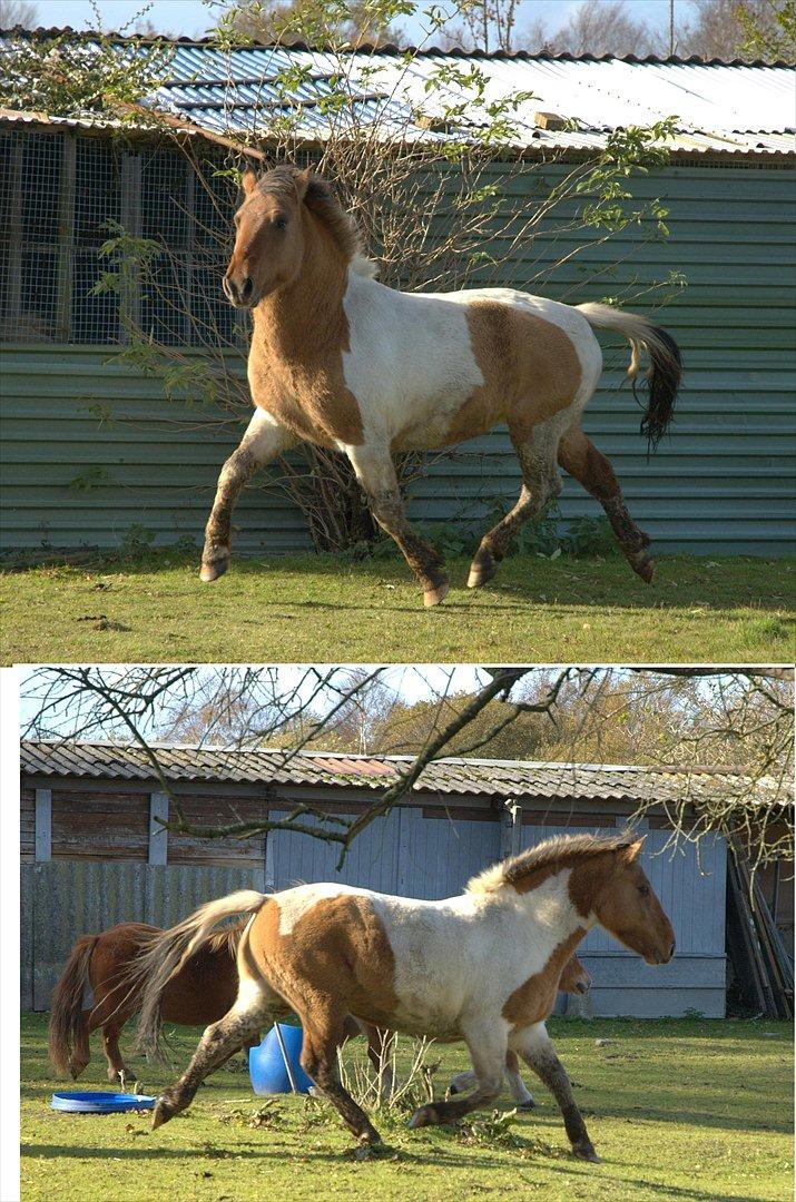 Anden særlig race Mi-Amour(Basse)<33 R. I. P - Man må godt gør sig lidt til foran kameraet ;] billede 15