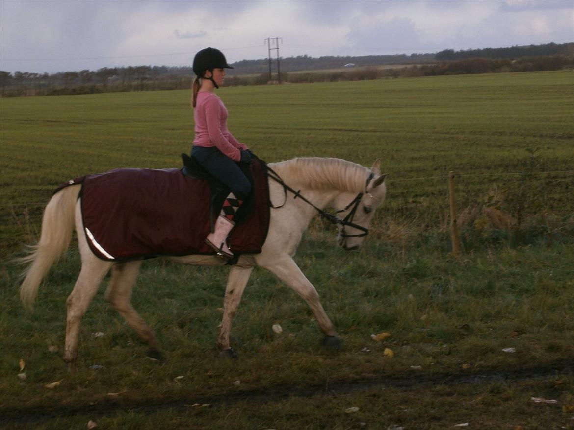 Tysk Sportspony salva billede 3