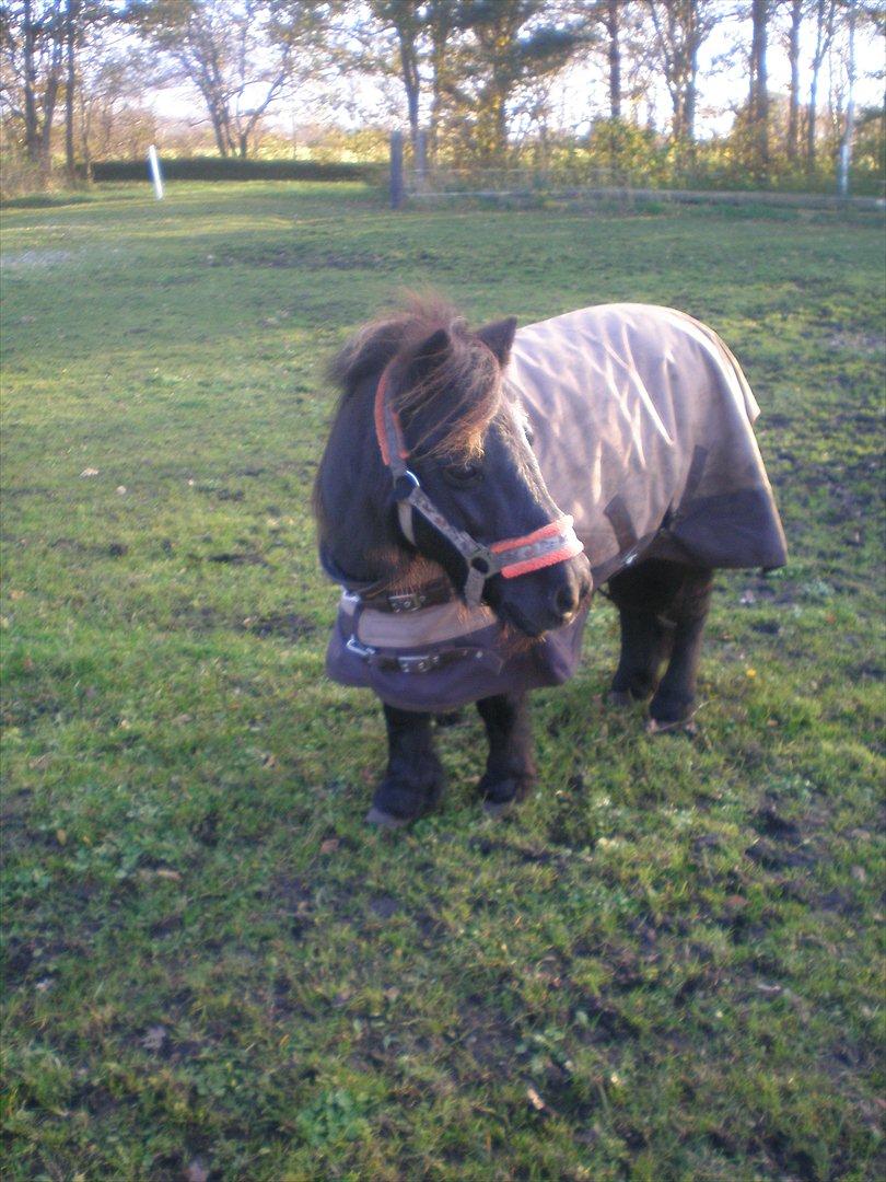 Shetlænder Victoria ( vic ) Himmel pony ( savnet meget ) - hov hvad sker der over ? billede 7
