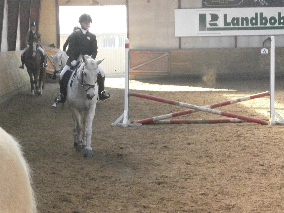 Tysk Sportspony salva billede 5