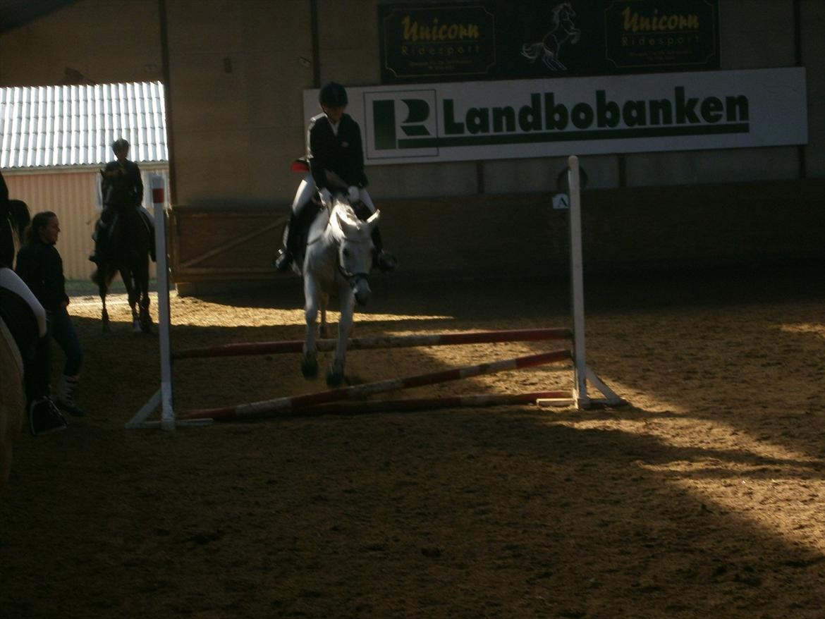 Tysk Sportspony salva billede 6