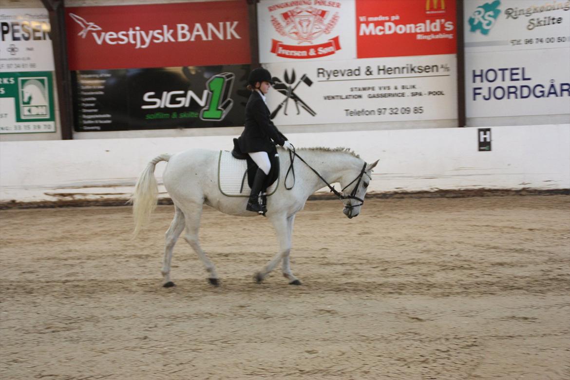 Tysk Sportspony salva billede 7