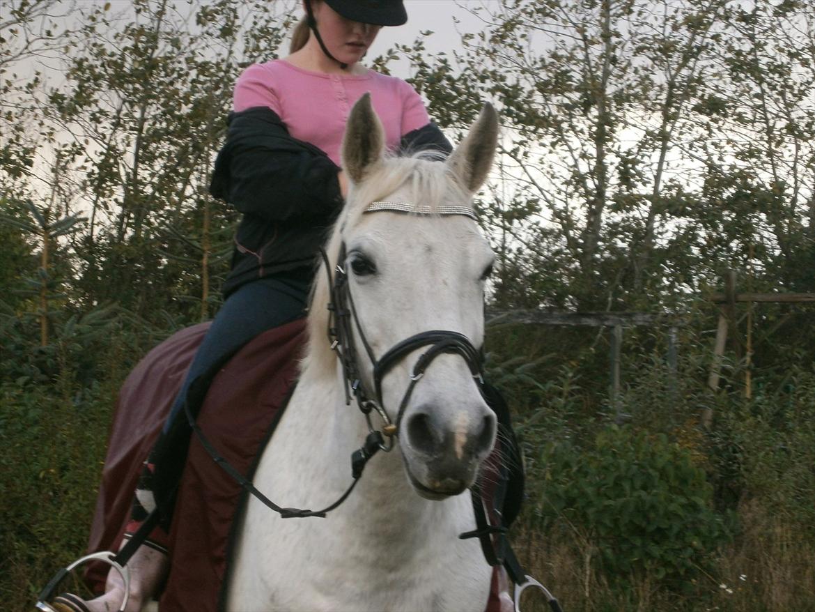 Tysk Sportspony salva billede 9