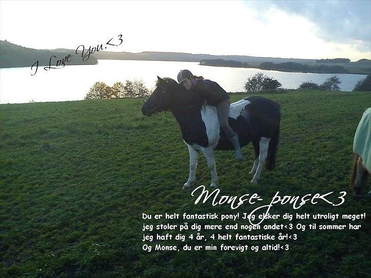 Pinto Mon Ami. - 16) Du er fantastisk pony!<3
Forår 2012. billede 16