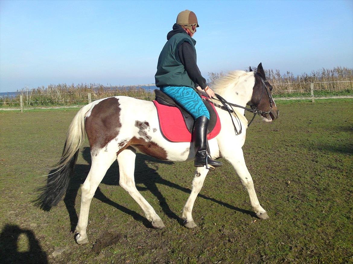 Pinto Shandie  billede 4