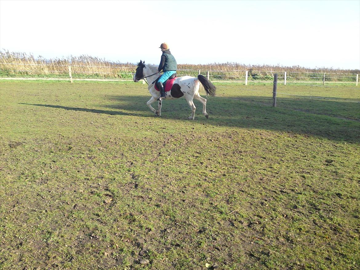 Pinto Shandie  billede 11