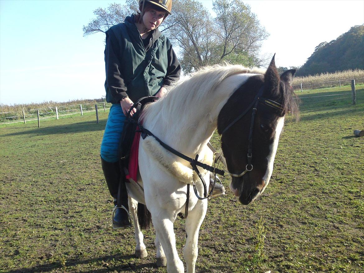 Pinto Shandie  billede 3