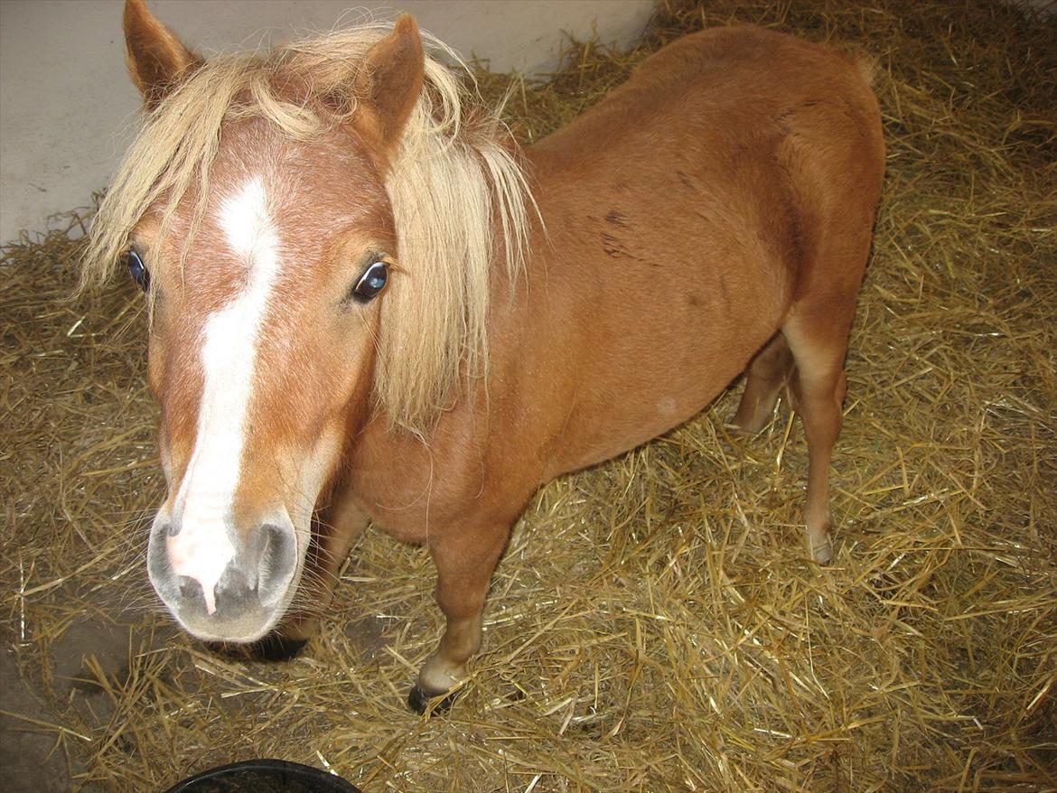 Miniature Putte R.I.P. - Har du nogen Gulerødder til mig? billede 1