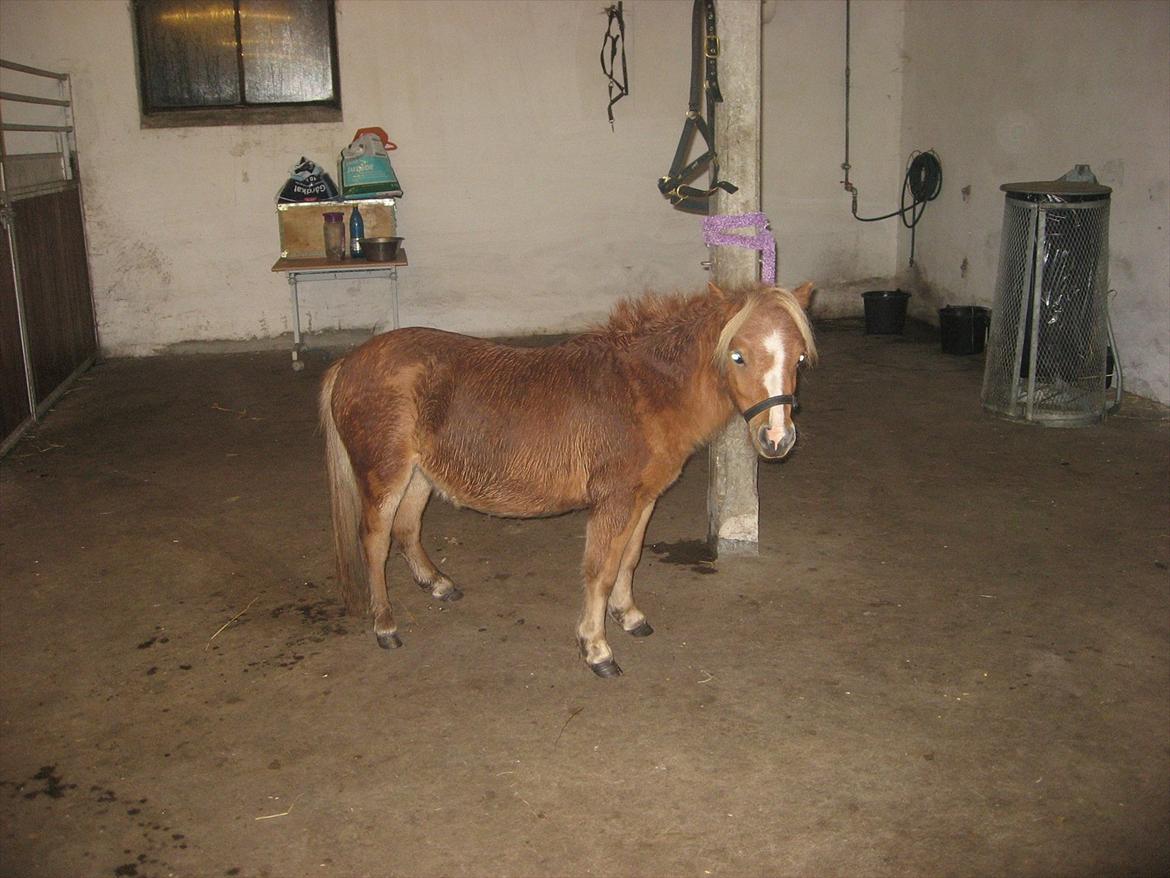 Miniature Putte R.I.P. billede 4