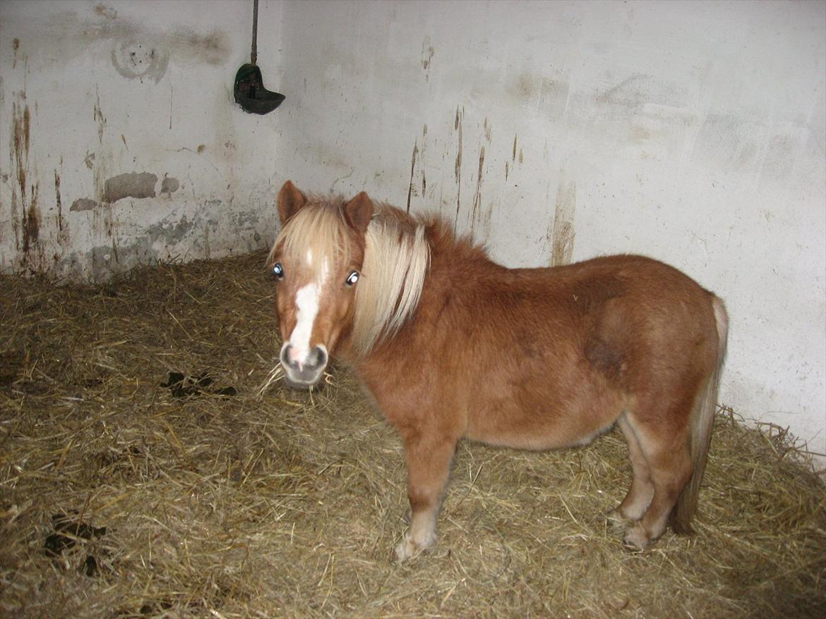 Miniature Putte R.I.P. billede 5