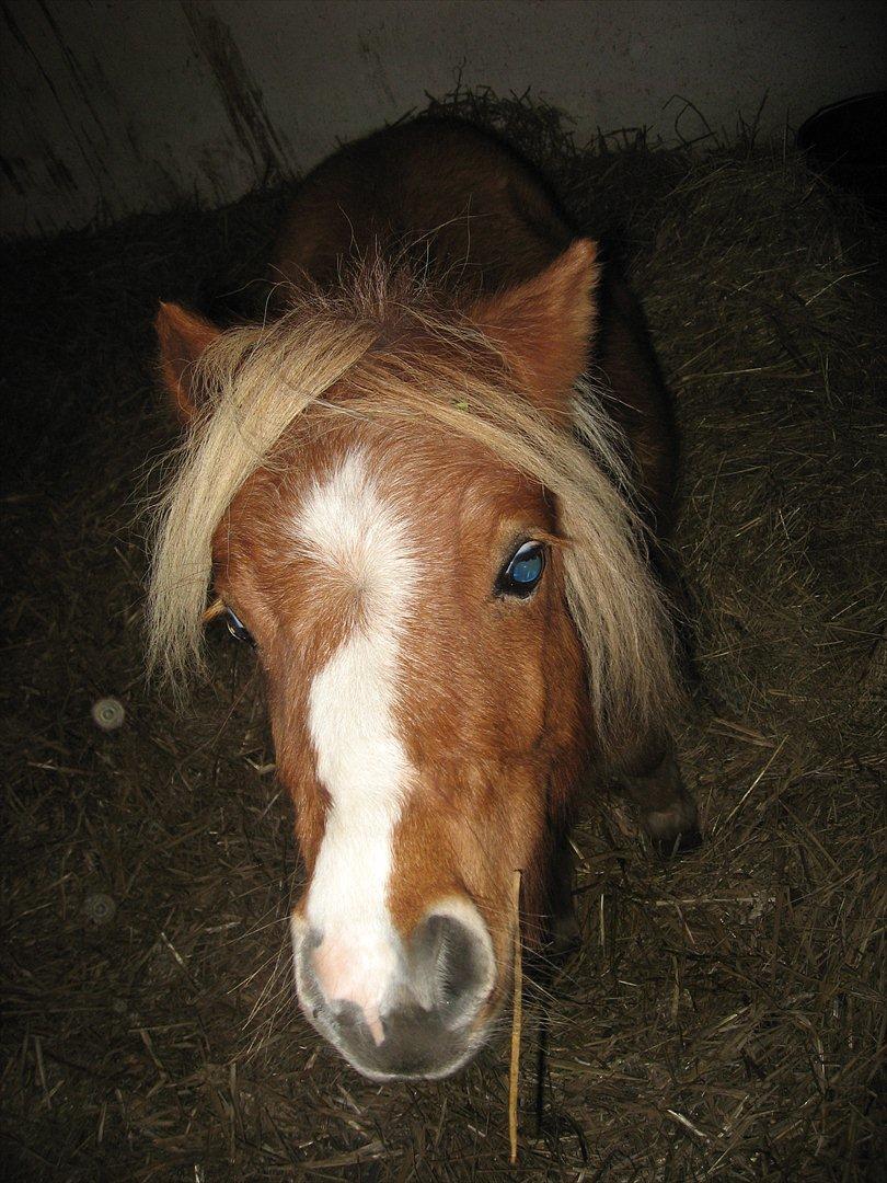 Miniature Putte R.I.P. - Har du nogen gulerødder til mig nu? billede 6