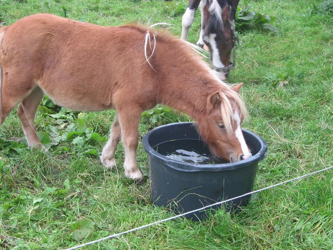 Miniature Putte R.I.P. - arghh lækkert billede 7