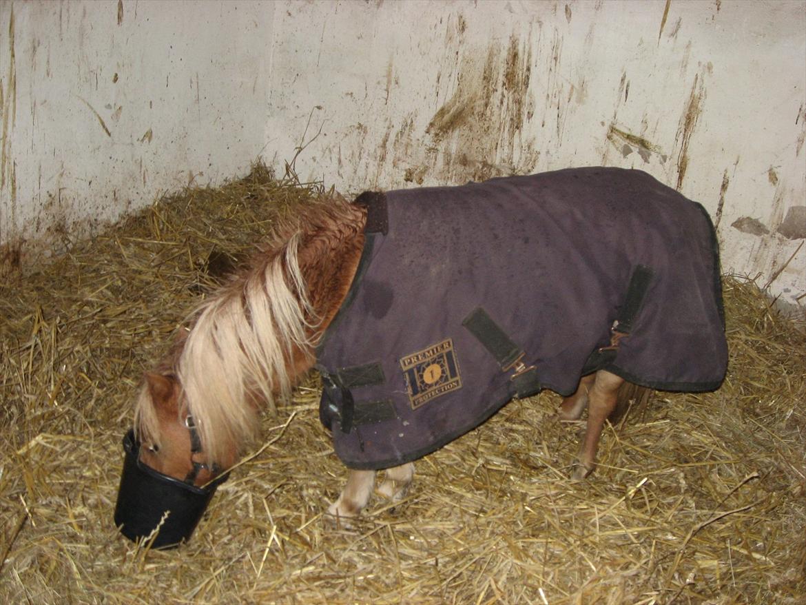 Miniature Putte R.I.P. - uhmmm mad billede 8