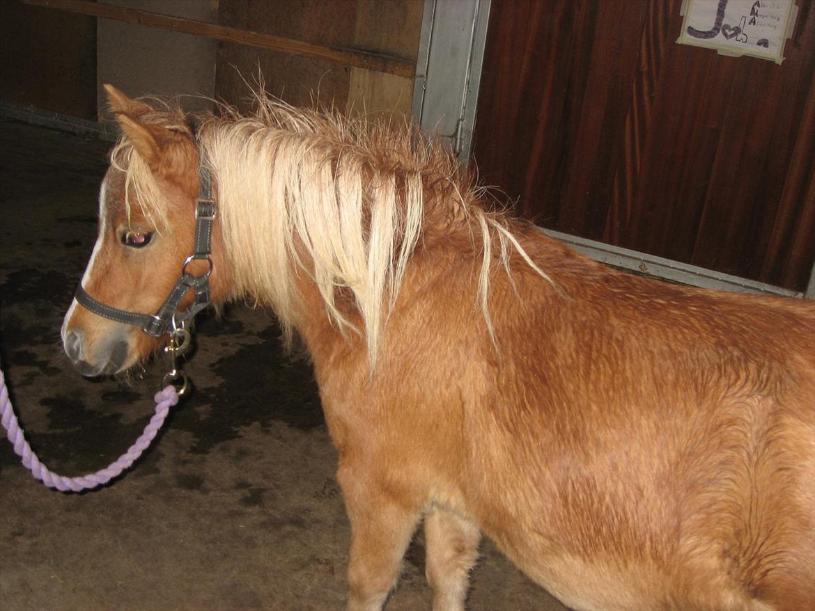 Miniature Putte R.I.P. billede 9