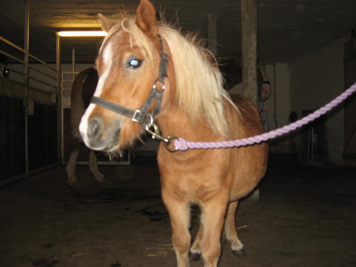 Miniature Putte R.I.P. billede 10